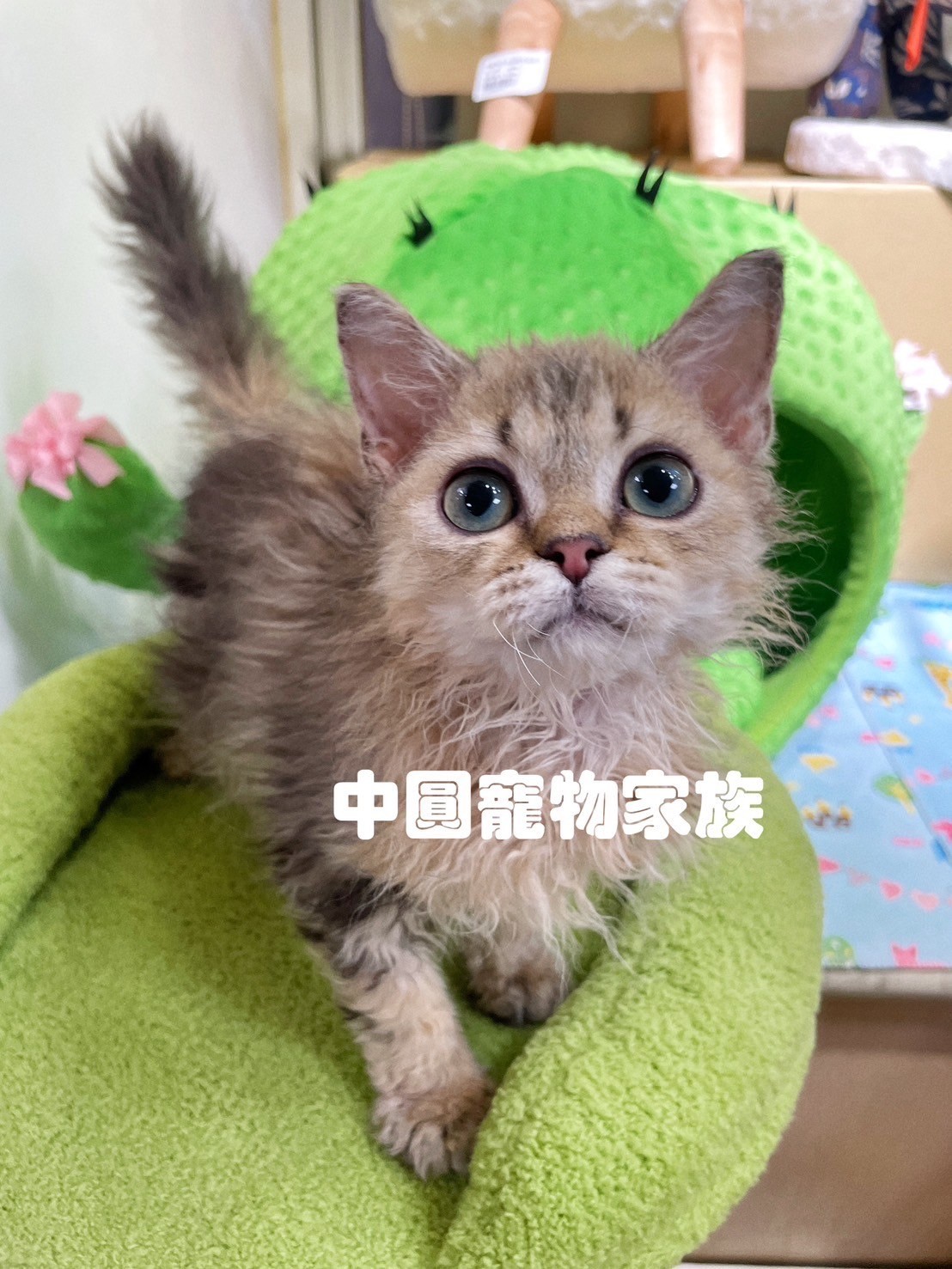 中圓寵物家族／虎斑賽爾凱克羊毛貓