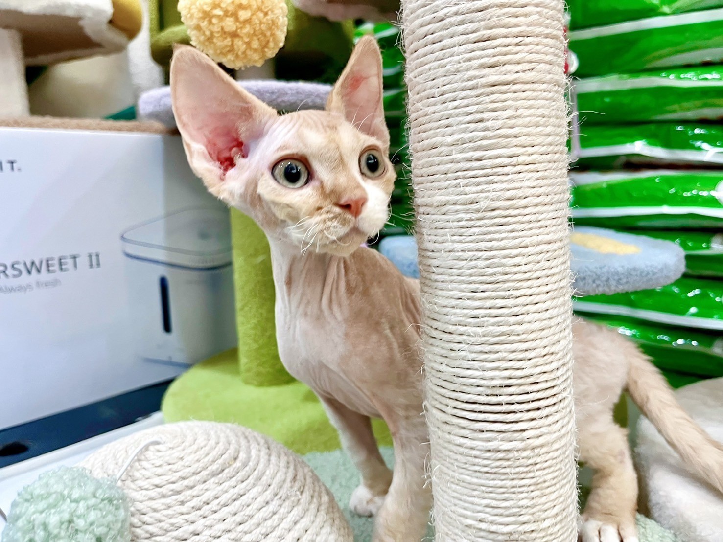 中圓寵物家族／紅白色德文捲毛貓