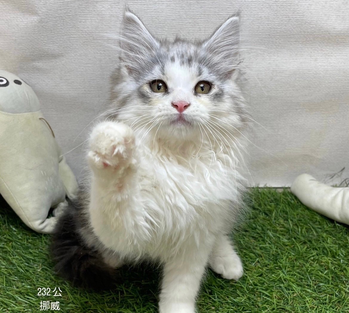 中圓寵物家族／挪威森林貓