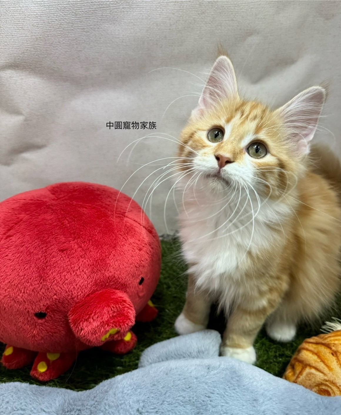 中圓寵物家族／橘白挪威森林貓