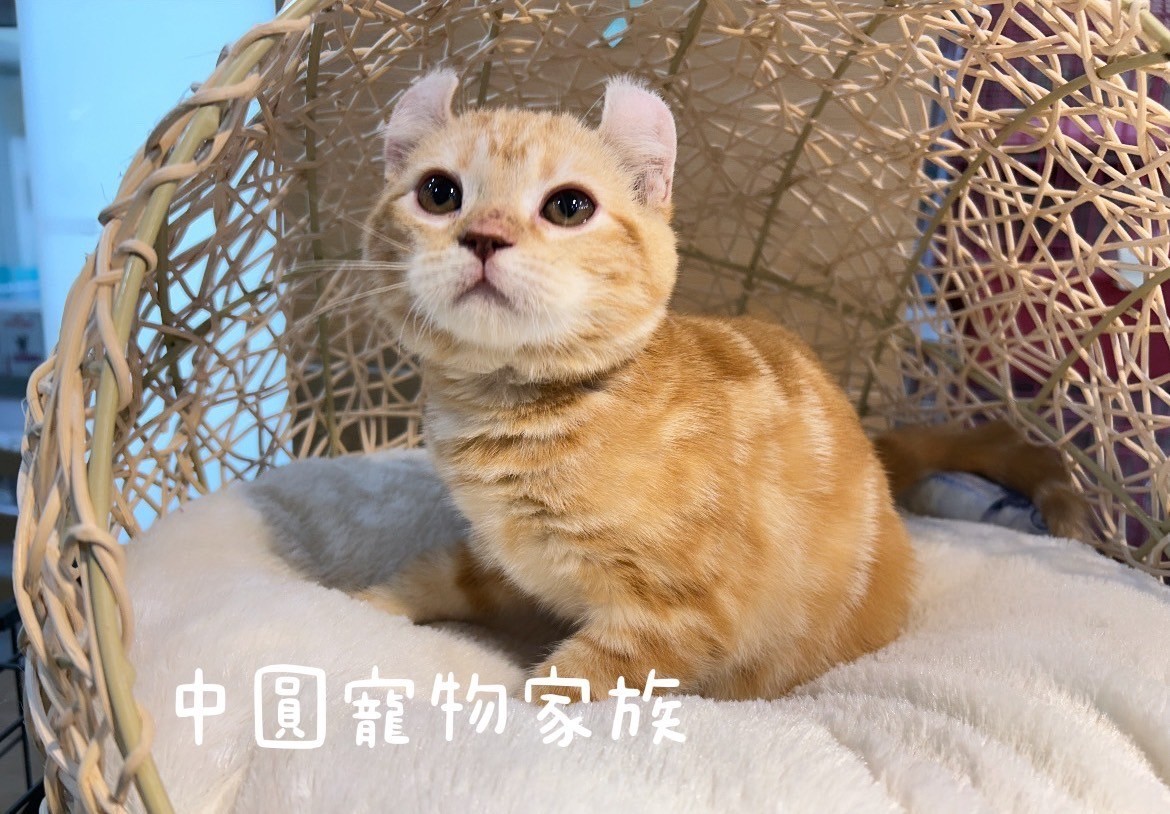 中圓寵物家族／橘虎斑捲耳貓