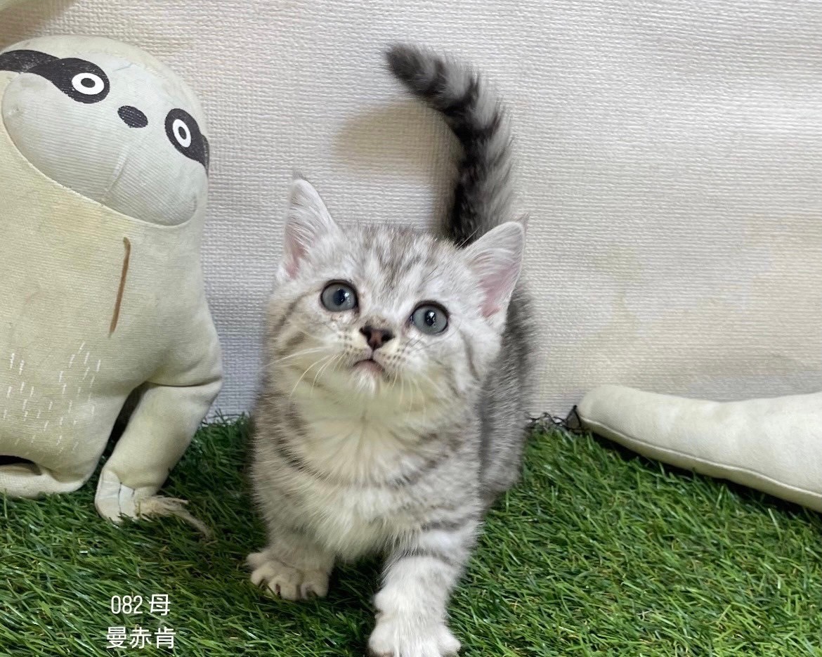 中圓寵物家族／曼赤肯