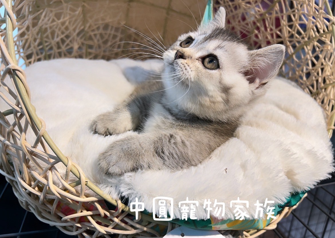 中圓寵物家族／銀黑漸層曼赤肯