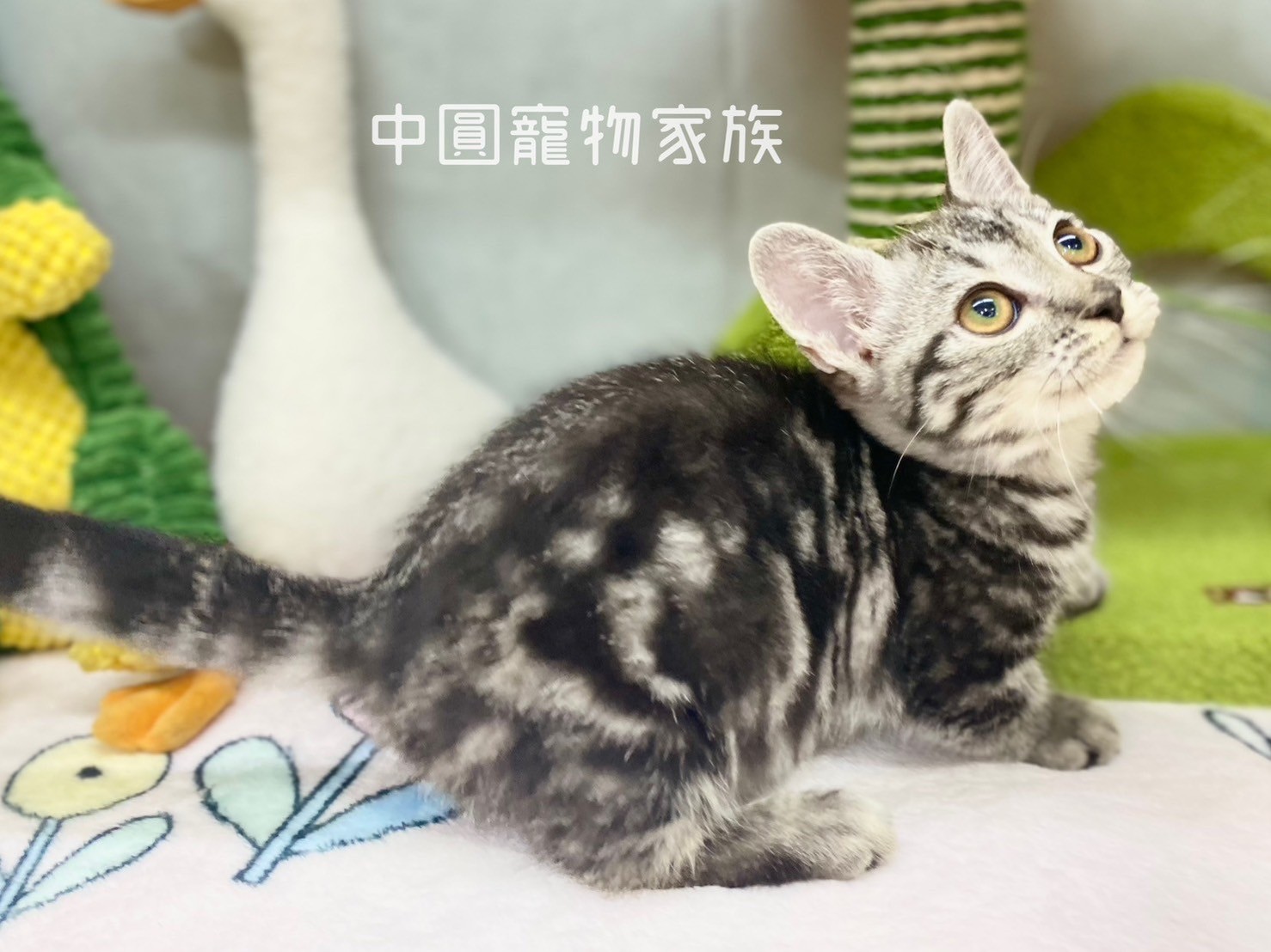 中圓寵物家族／銀虎斑曼赤肯