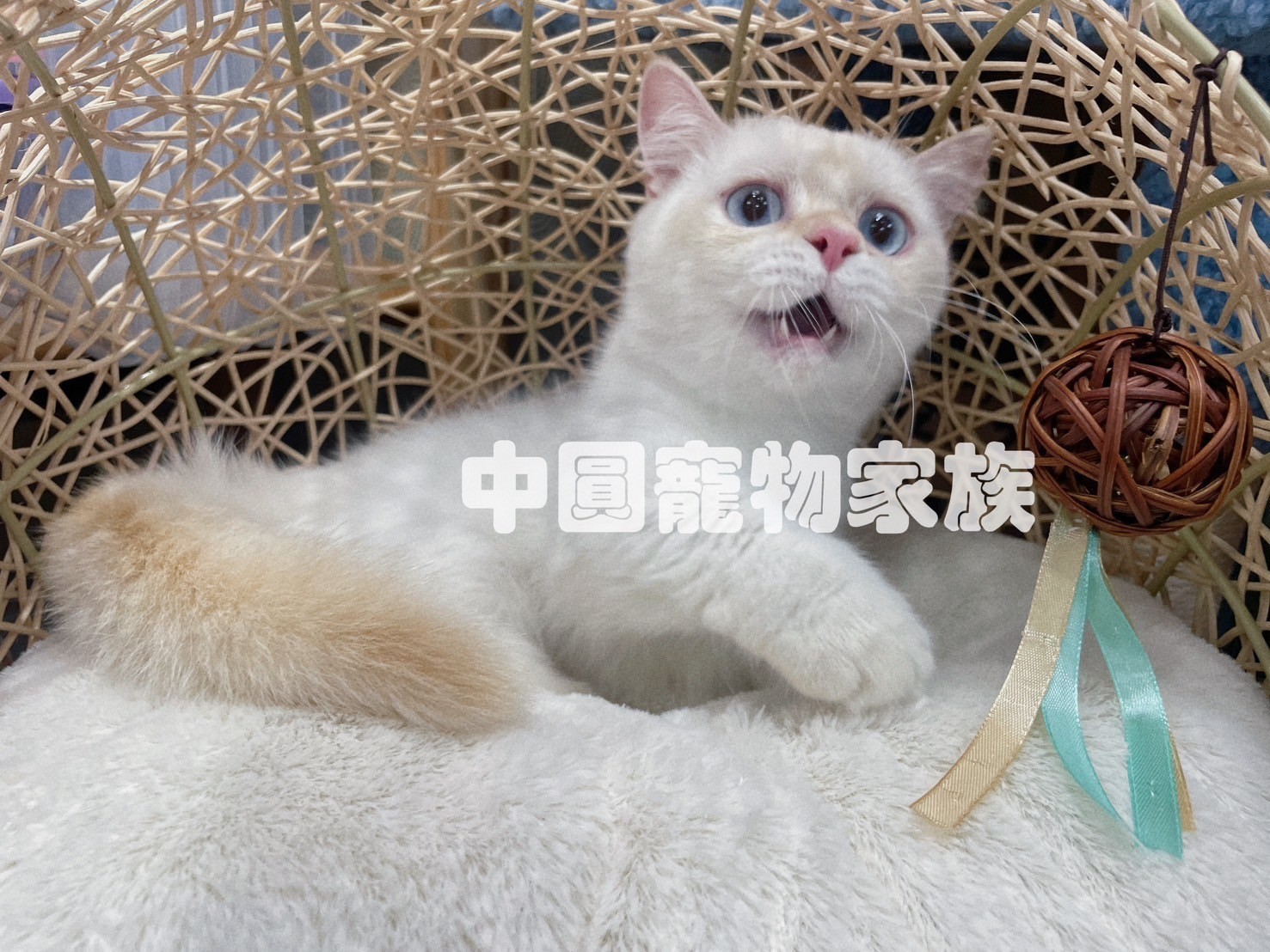 中圓寵物家族／奶端曼赤肯