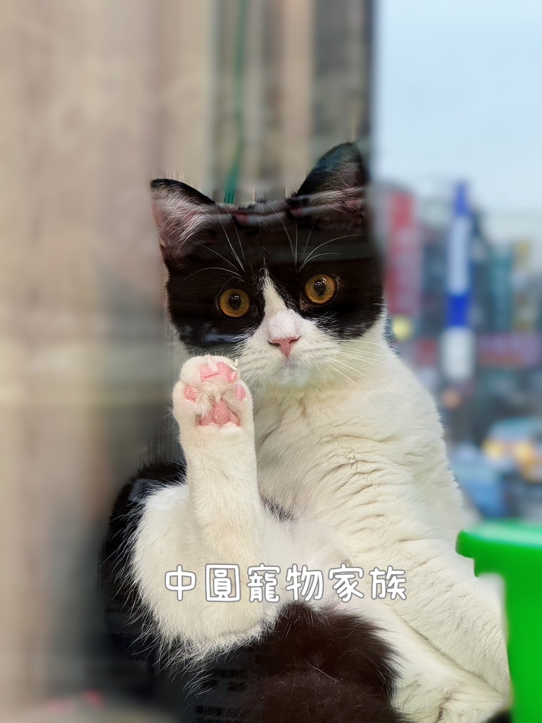 中圓寵物家族／黑白賓士英國短毛貓