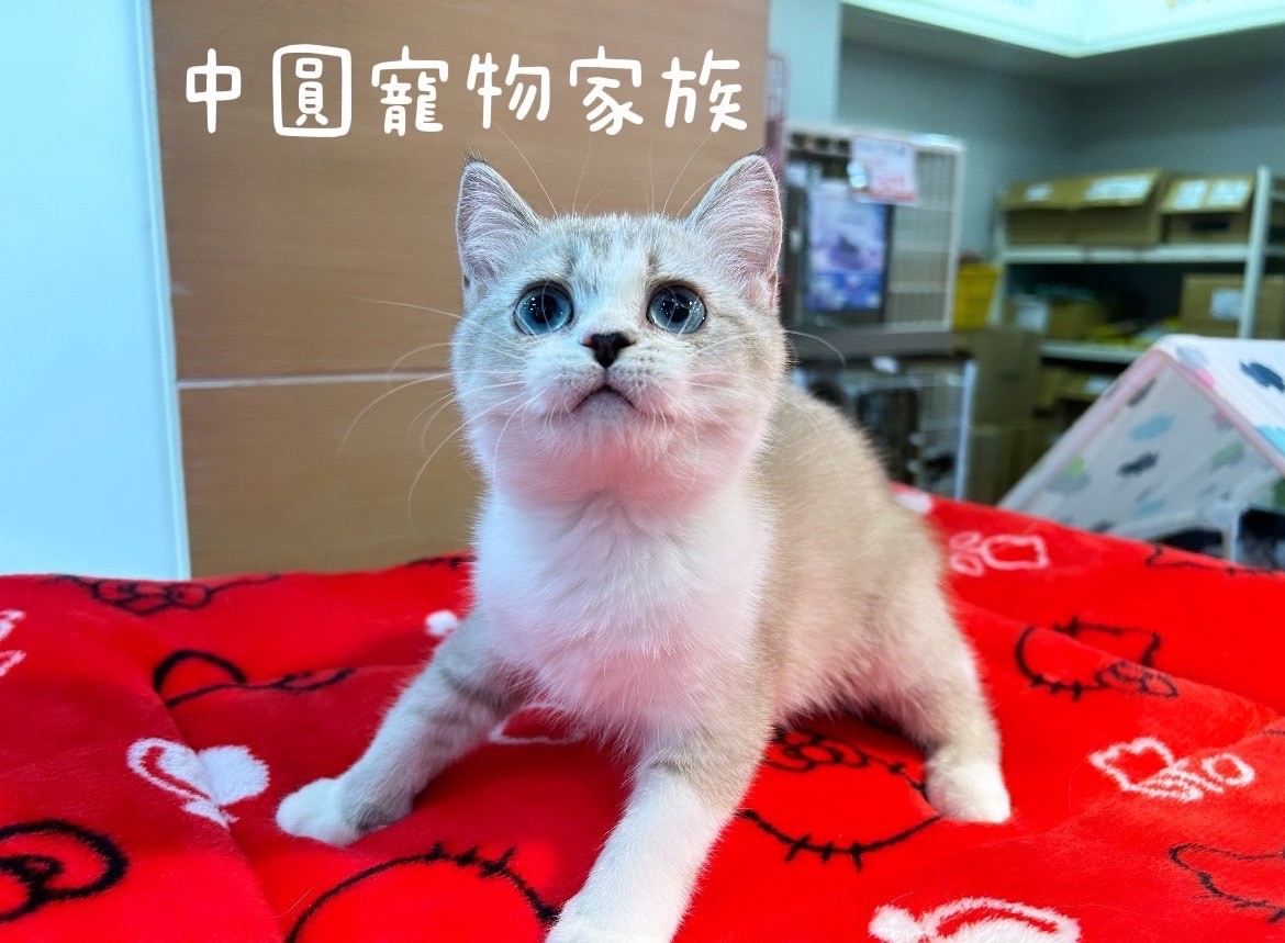 中圓寵物家族／重點色英國短毛貓
