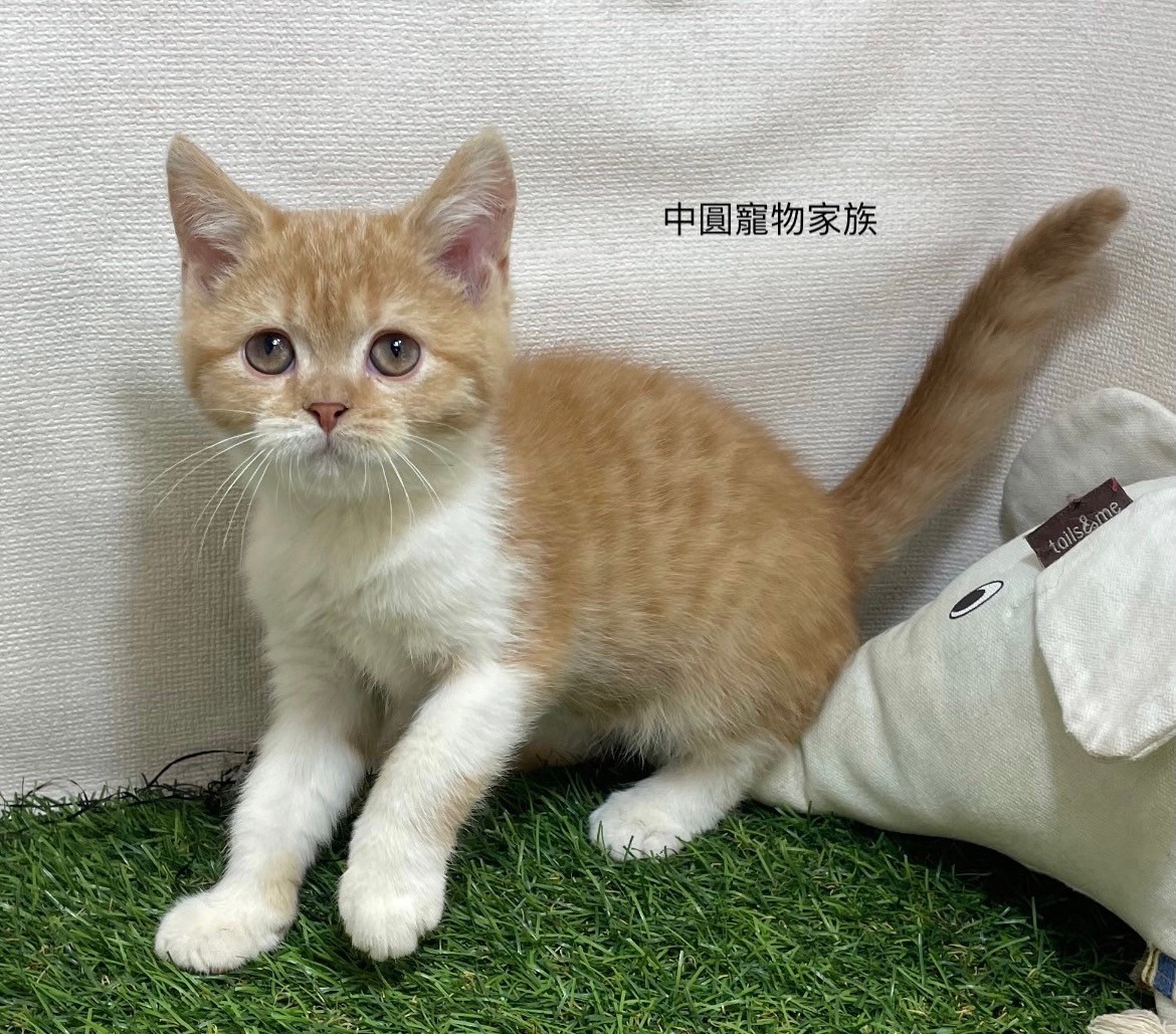 中圓寵物家族／英國短毛貓