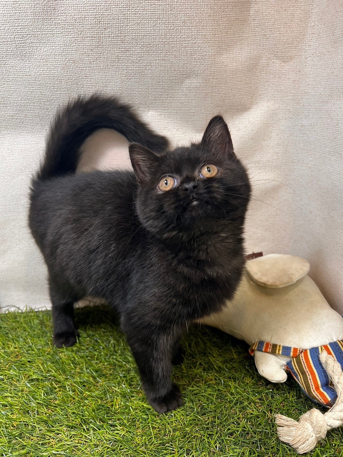 中圓寵物家族／黑色英國短毛貓