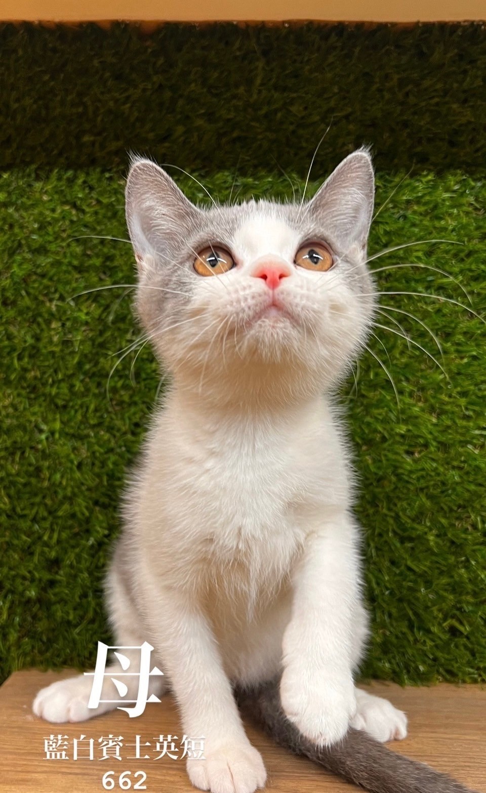 中圓寵物家族／藍白賓士英國短毛貓