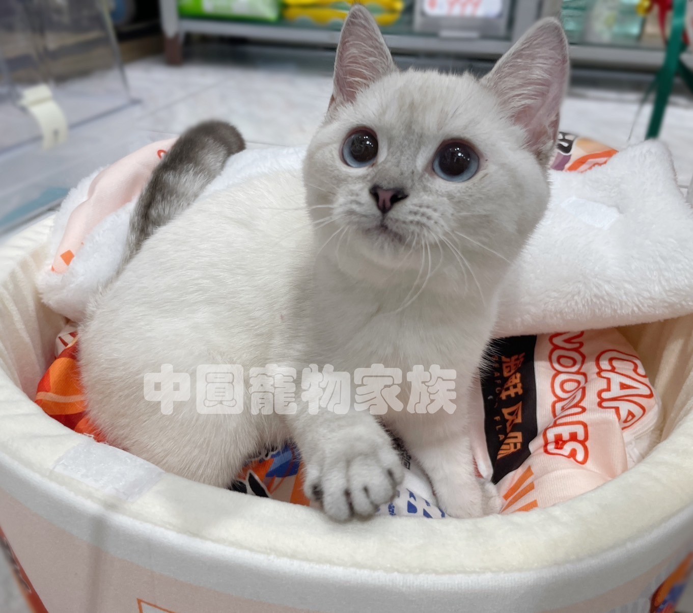 中圓寵物家族／重點山貓紋英國短毛貓