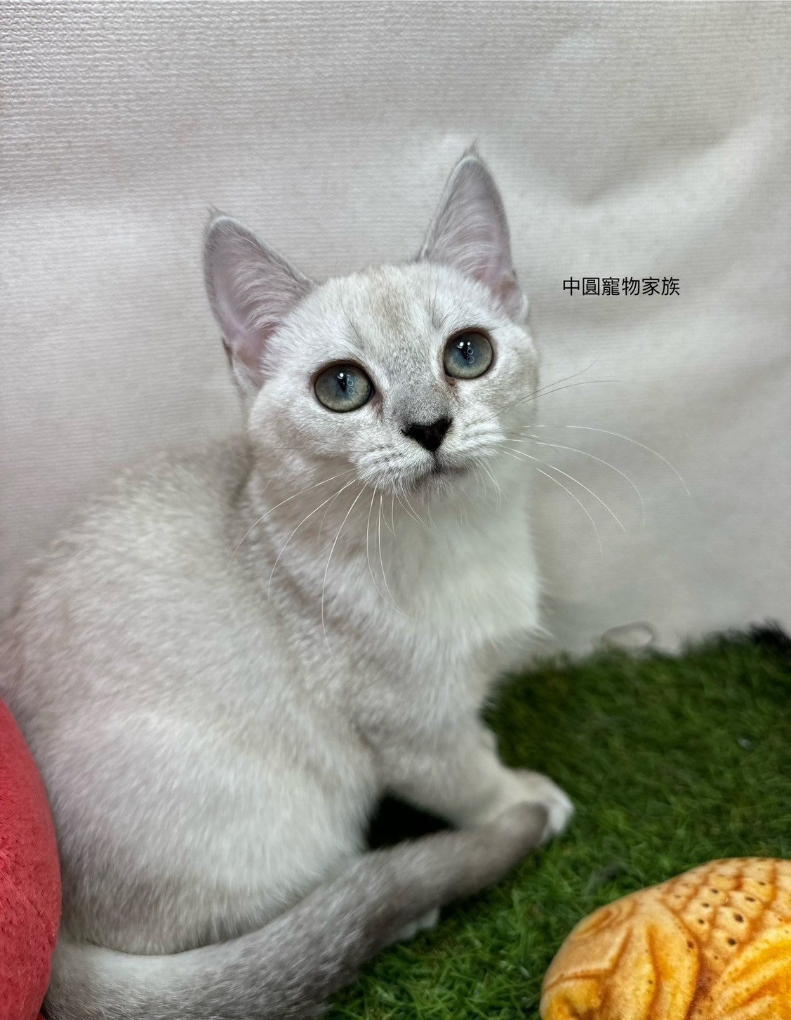 中圓寵物家族／重點山貓紋英國短毛貓