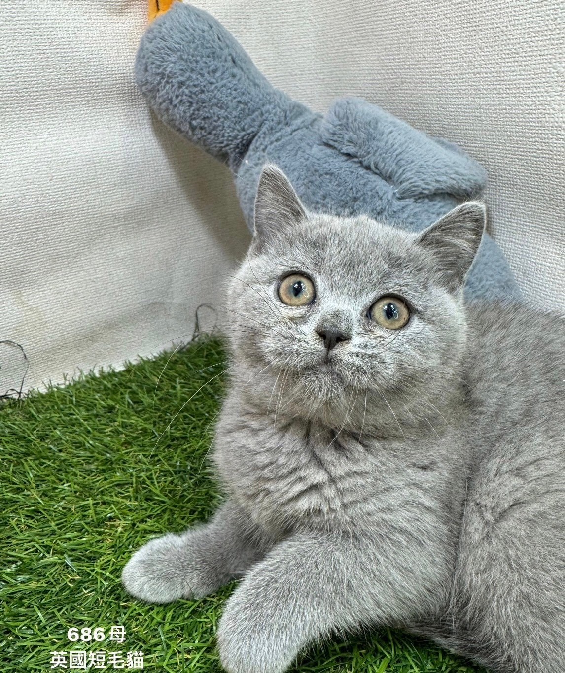中圓寵物家族／英國短毛貓