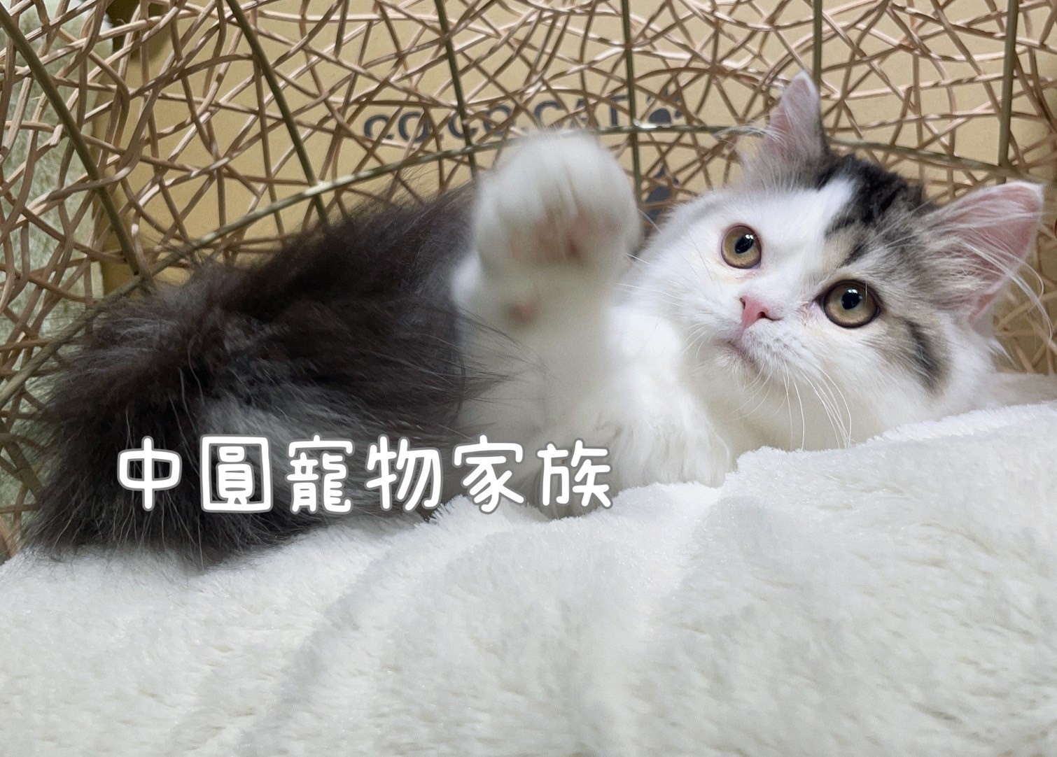 中圓寵物家族／黑多白英國短毛貓