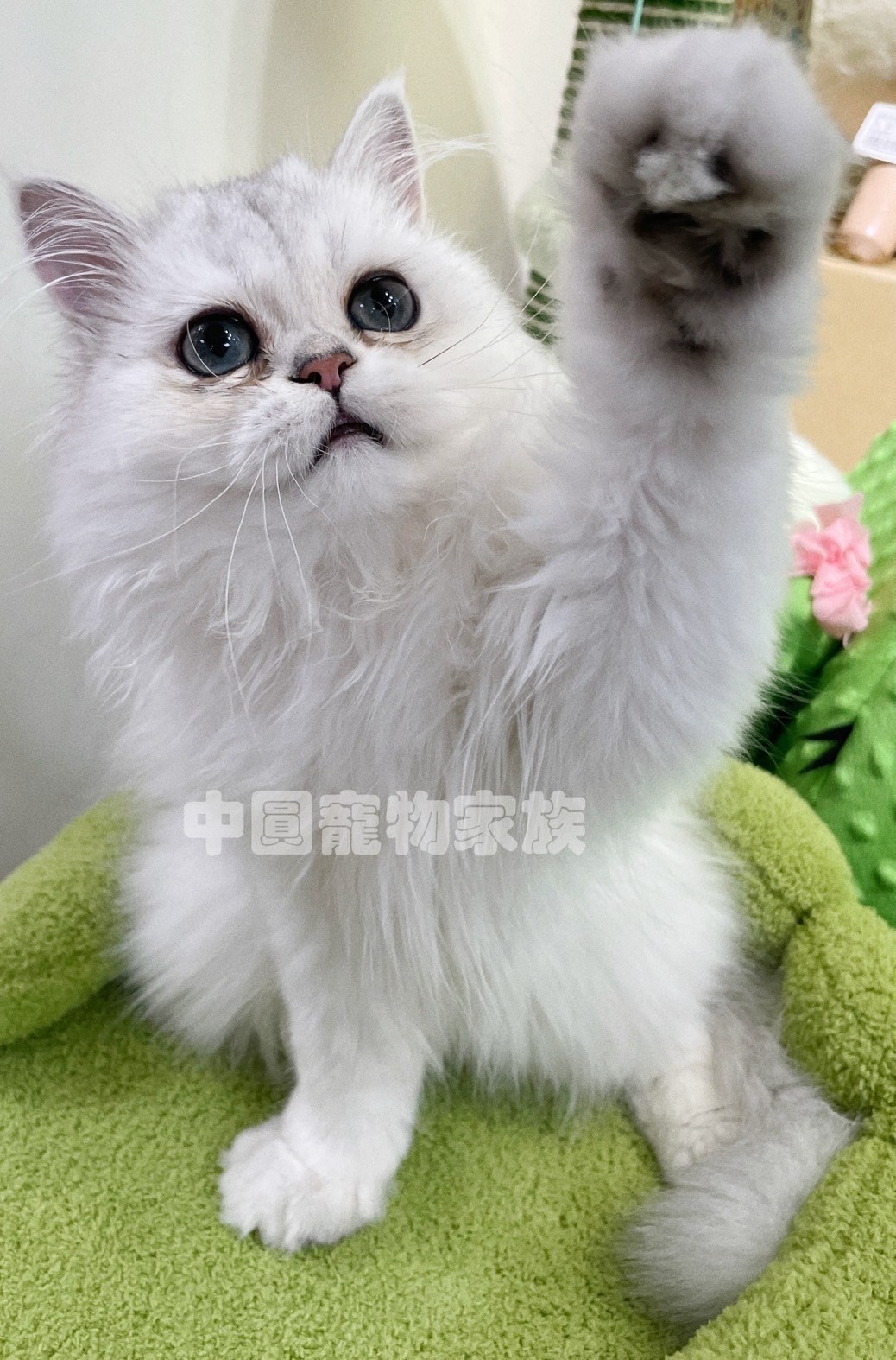 中圓寵物家族／銀漸層英國長毛貓