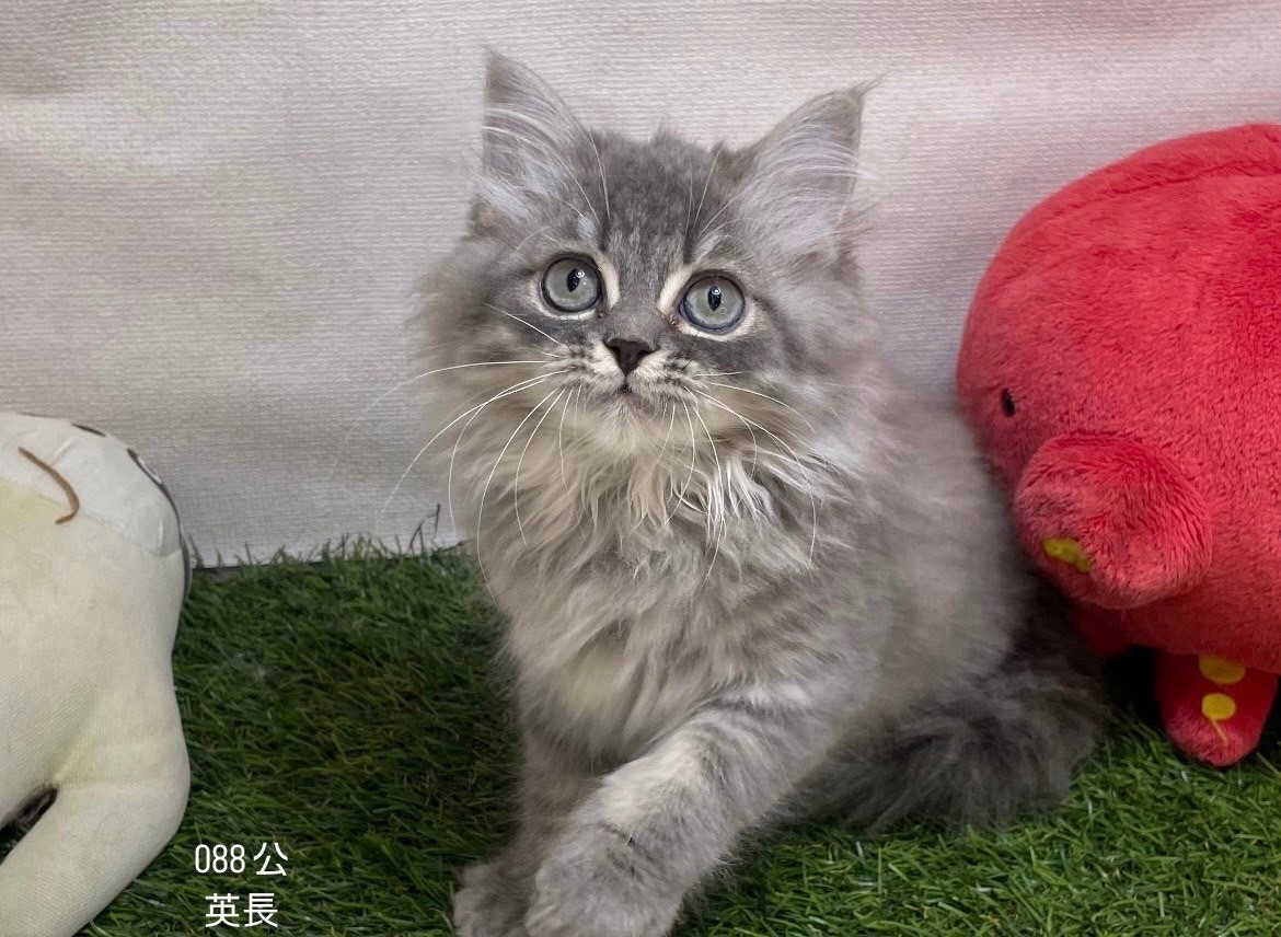 中圓寵物家族／英國長毛貓