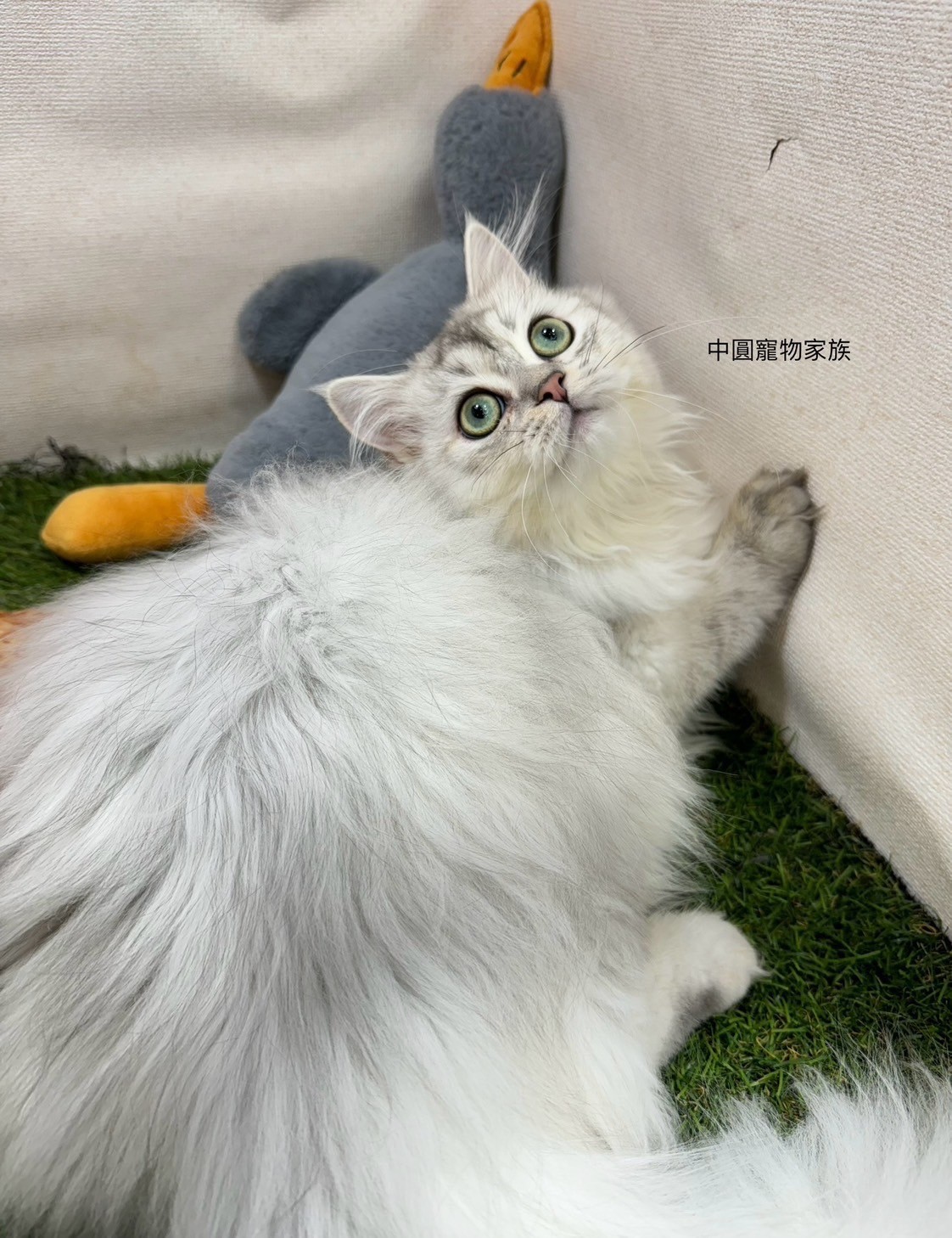 中圓寵物家族／銀漸層英國長毛貓