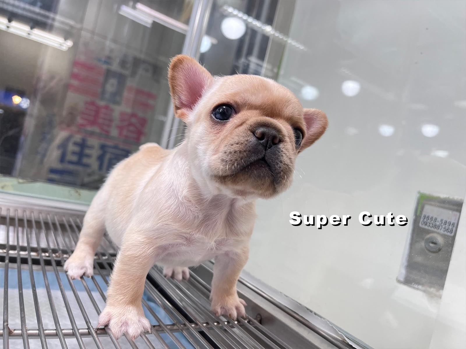 超可愛名犬社／法國鬥牛犬