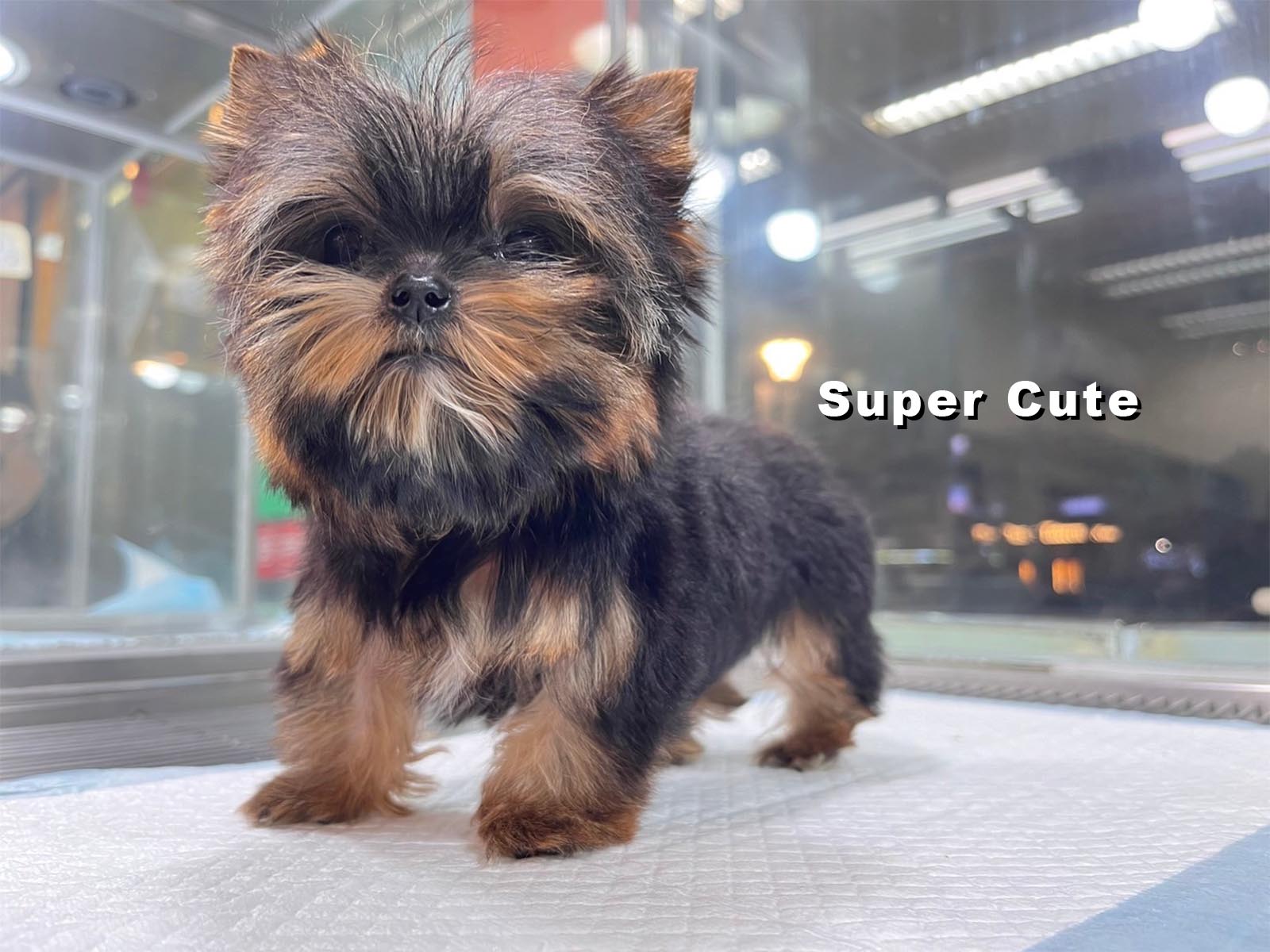 超可愛名犬社／約克夏