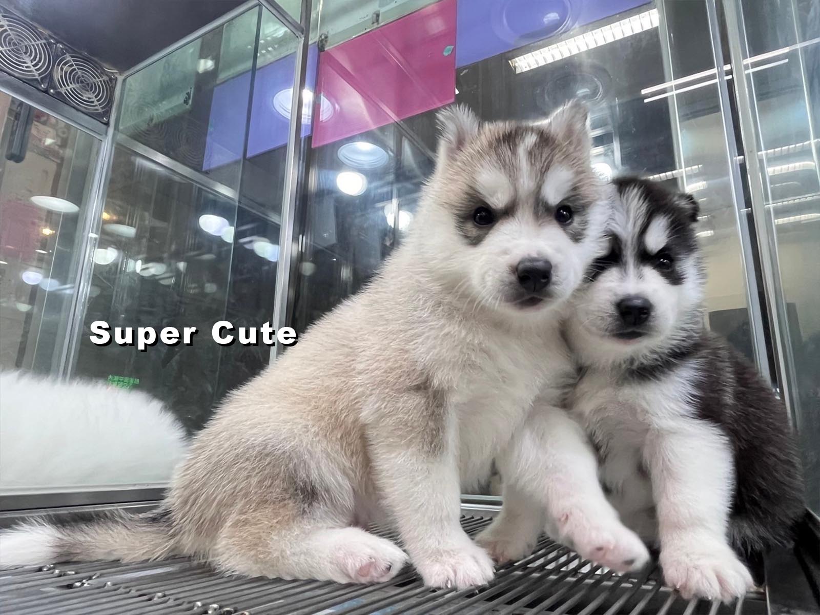 超可愛名犬社／哈士奇