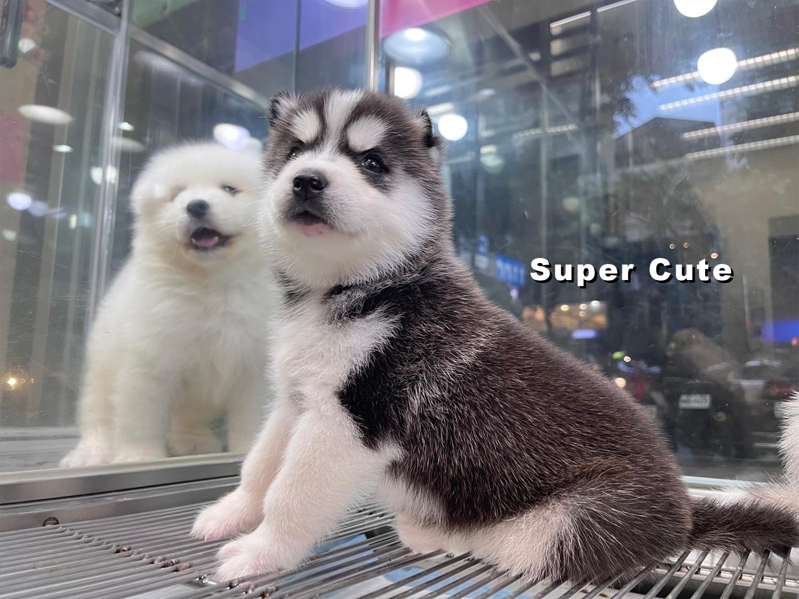 超可愛名犬社／哈士奇