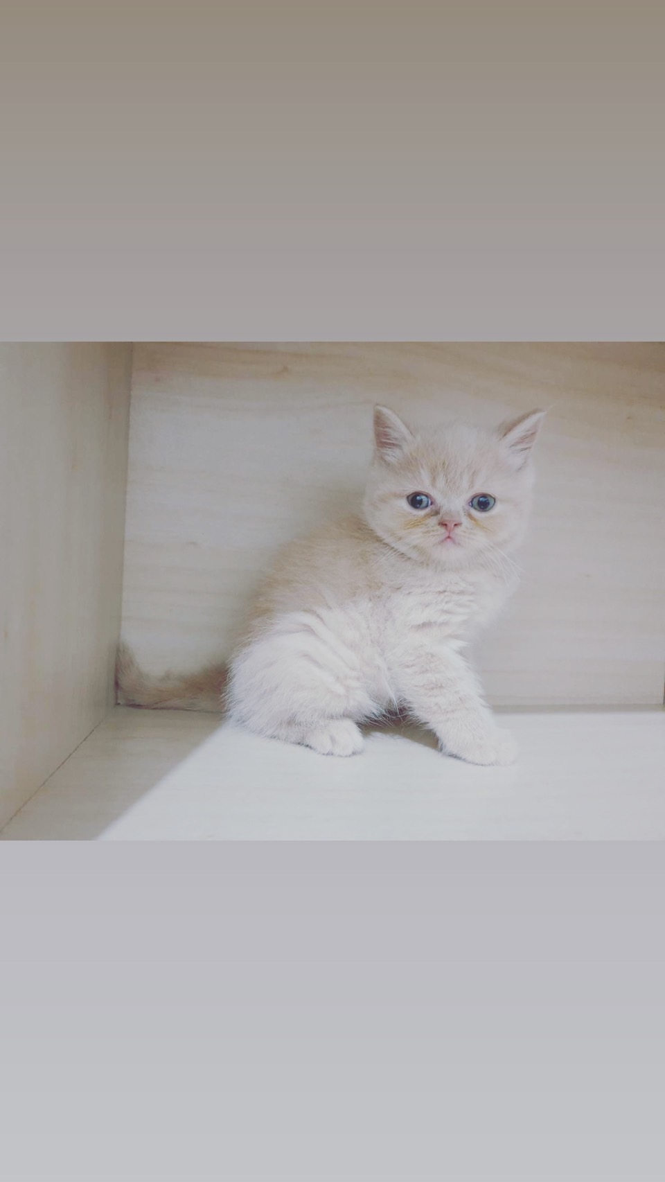 布魯斯貓舍／奶油色英國短毛貓