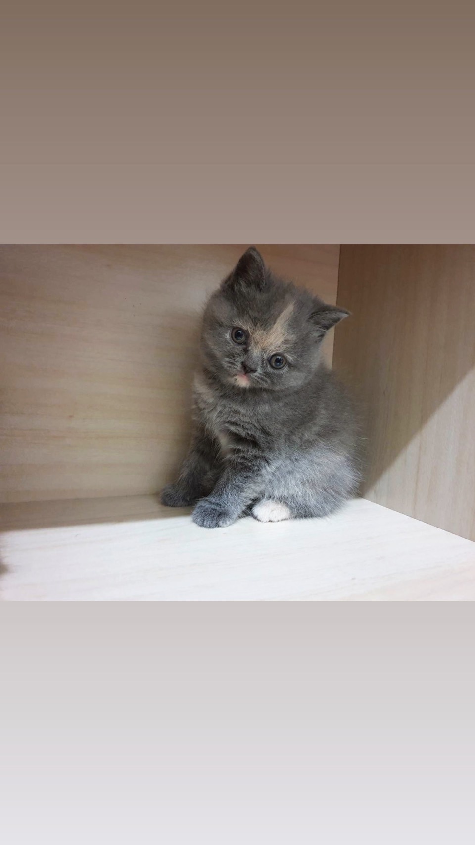 布魯斯貓舍／藍奶油色英國短毛貓