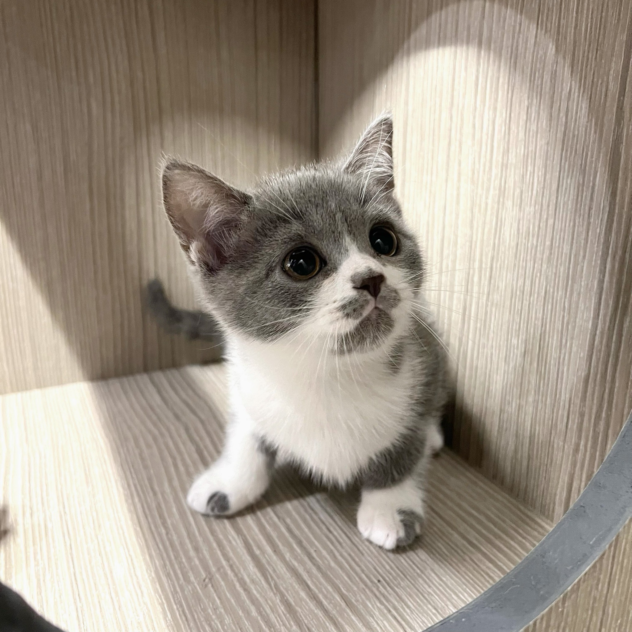 愛神寵物 吉利貓／藍白色英國短毛貓