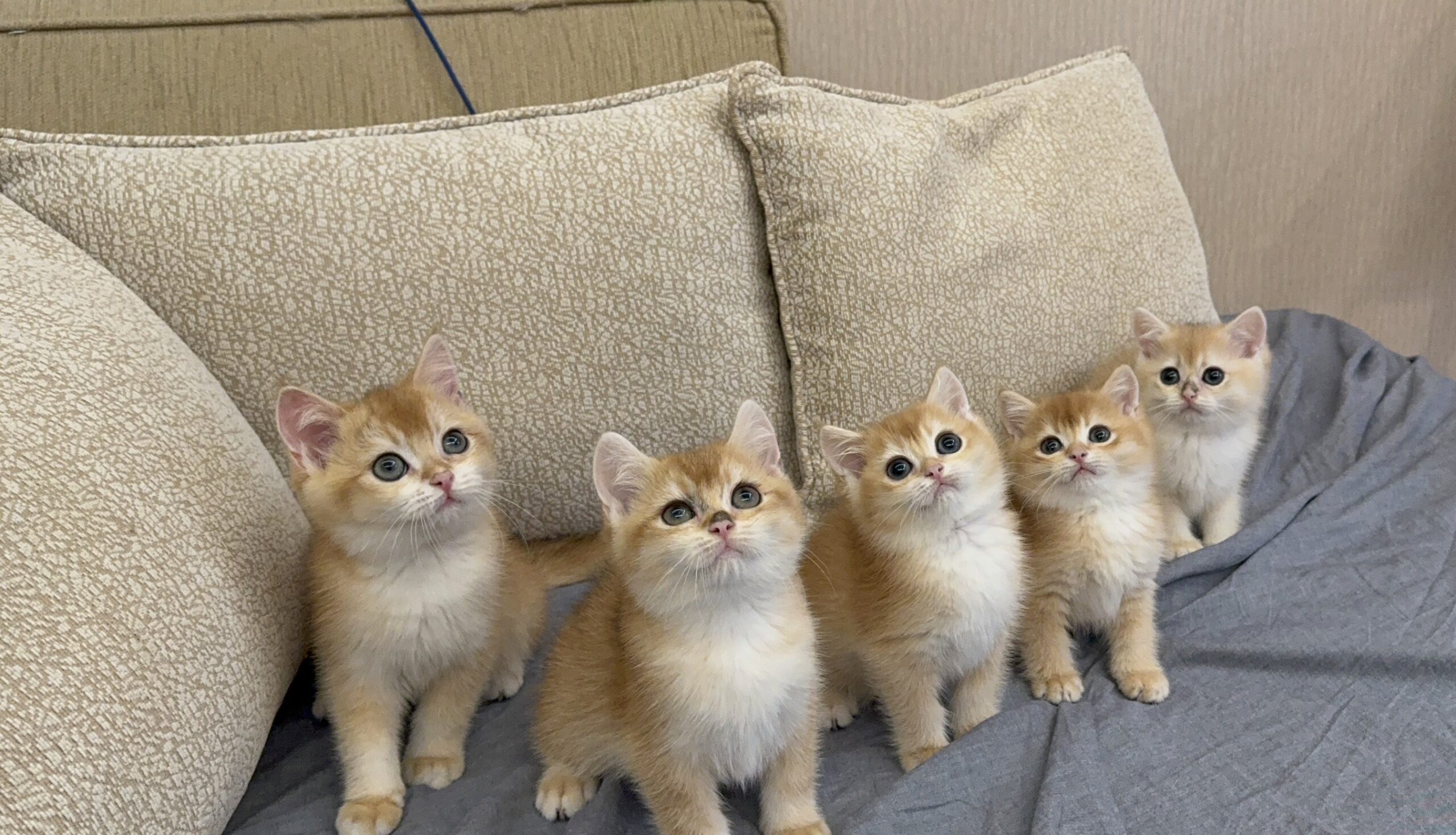 野獸派貓舍／金漸層英國短毛貓