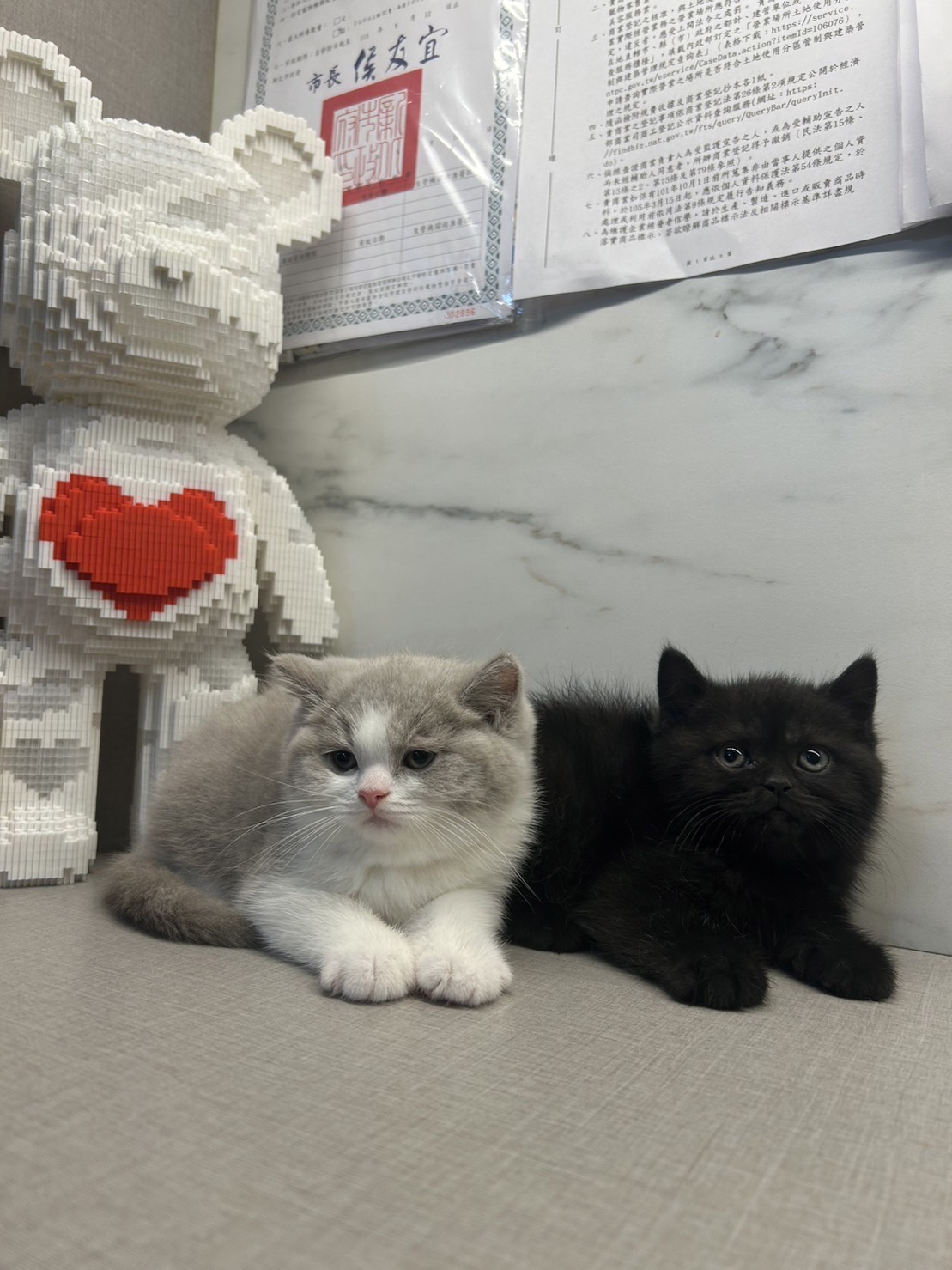 野獸派貓舍／英國短毛貓