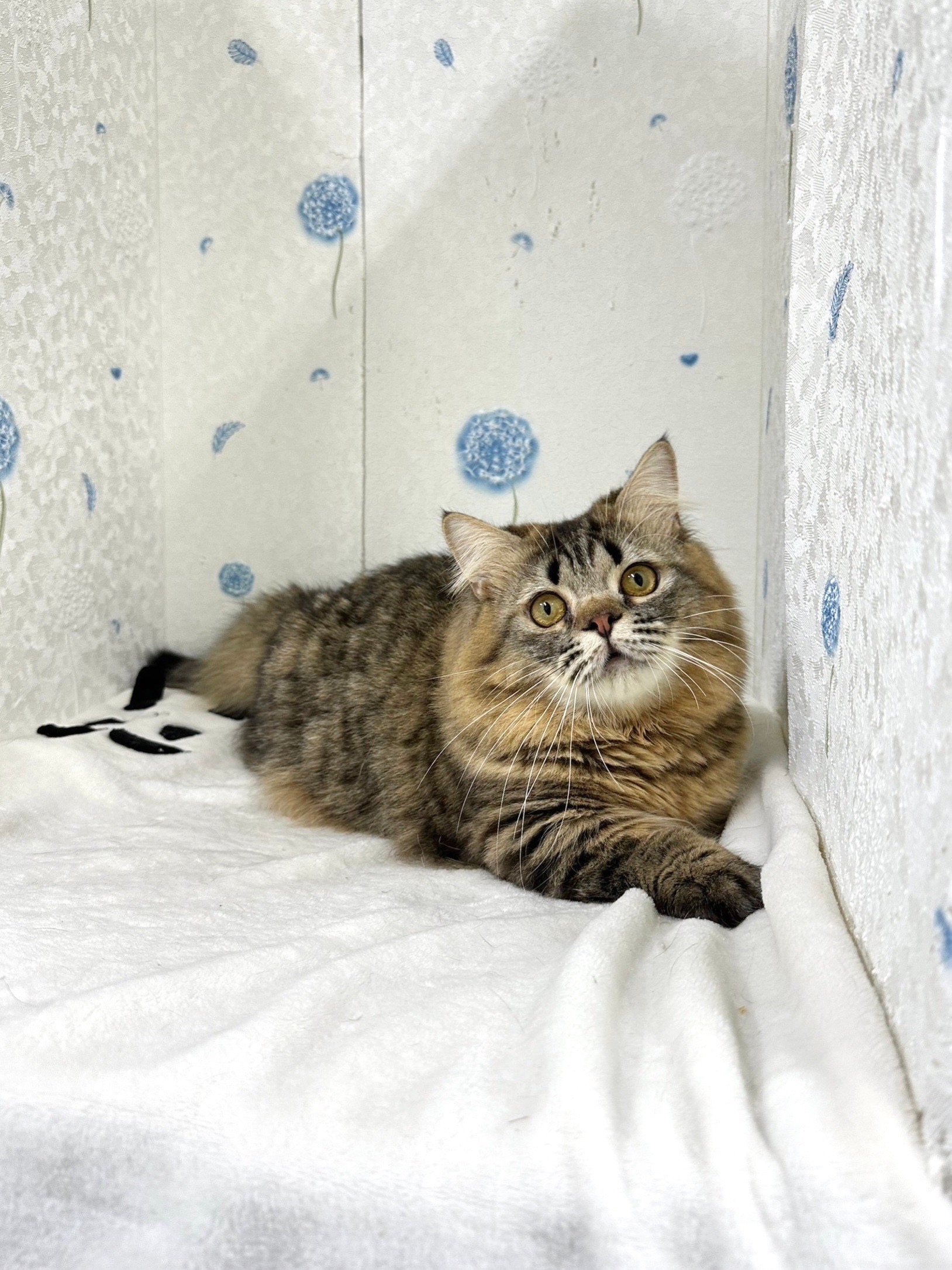 貓咪總動員館／虎斑紋小步舞曲