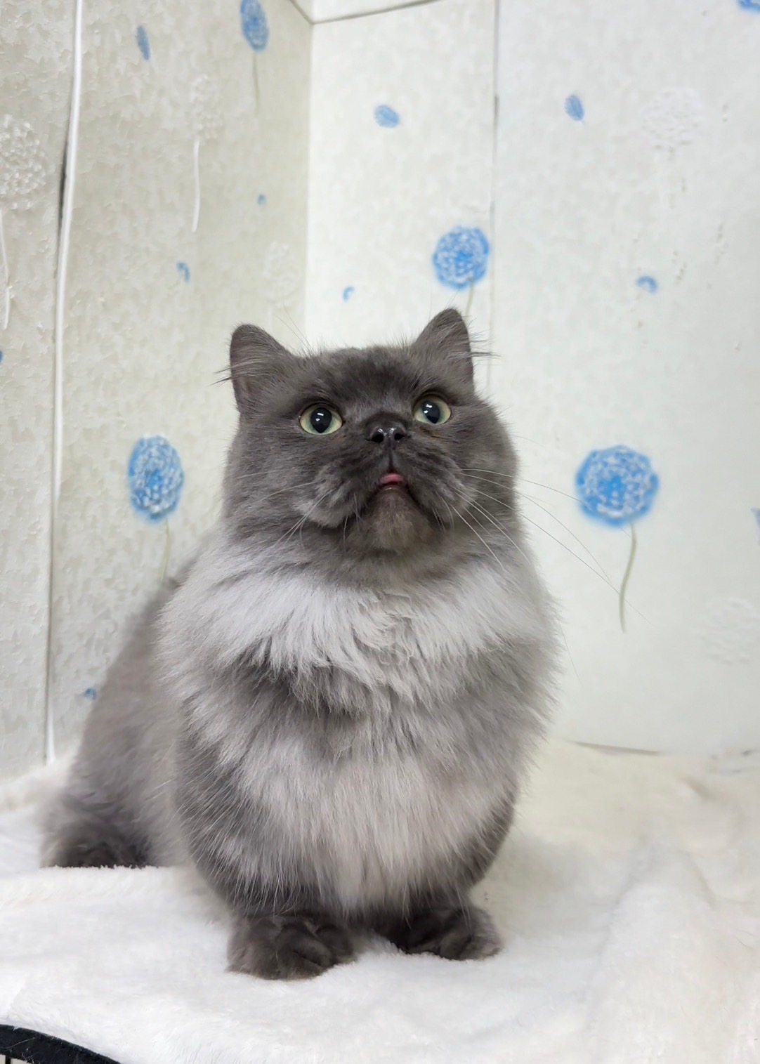 貓咪總動員館／煙燻色小步舞曲