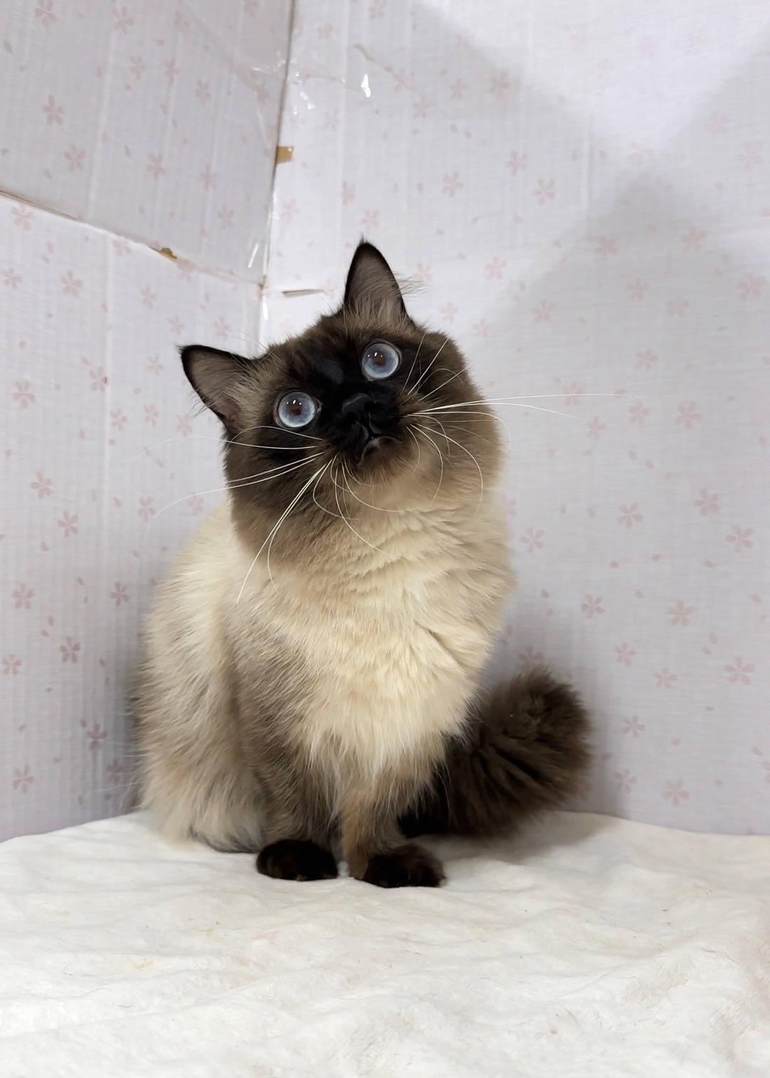 貓咪總動員館／重點色小步舞曲