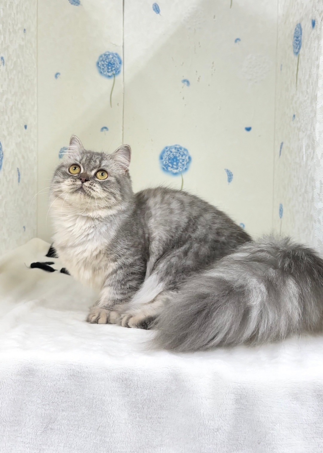 貓咪總動員館／銀灰色小步舞曲