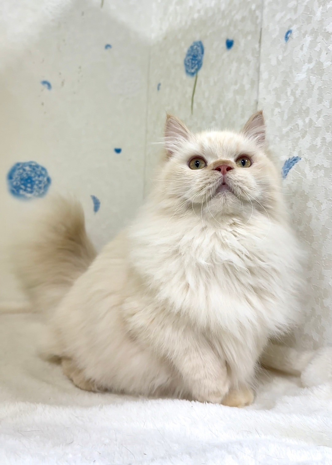 貓咪總動員館／奶油色小步舞曲