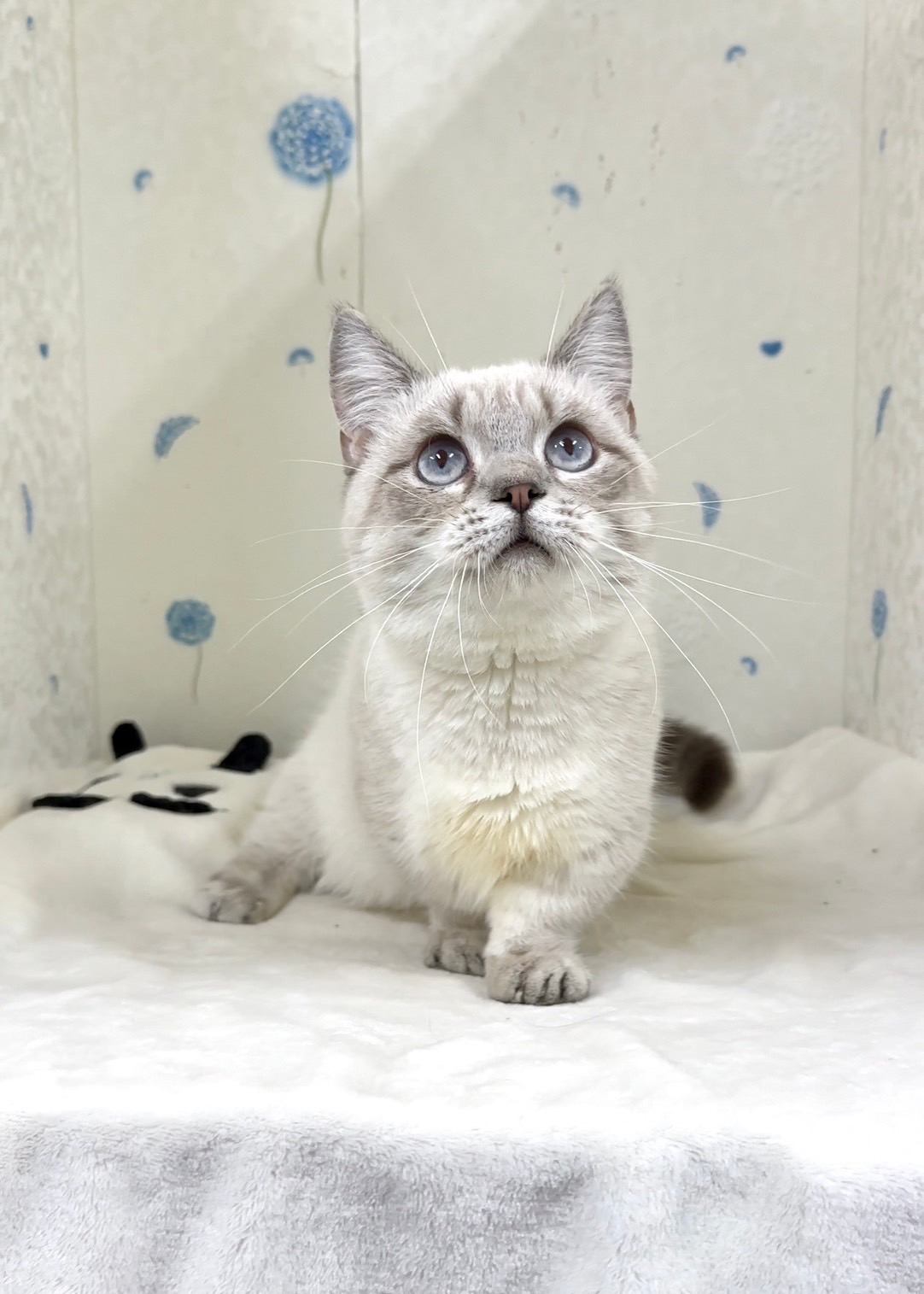 貓咪總動員館／山貓紋曼赤肯