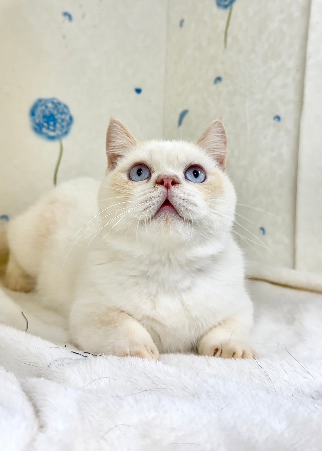 貓咪總動員館／奶油端子色曼赤肯