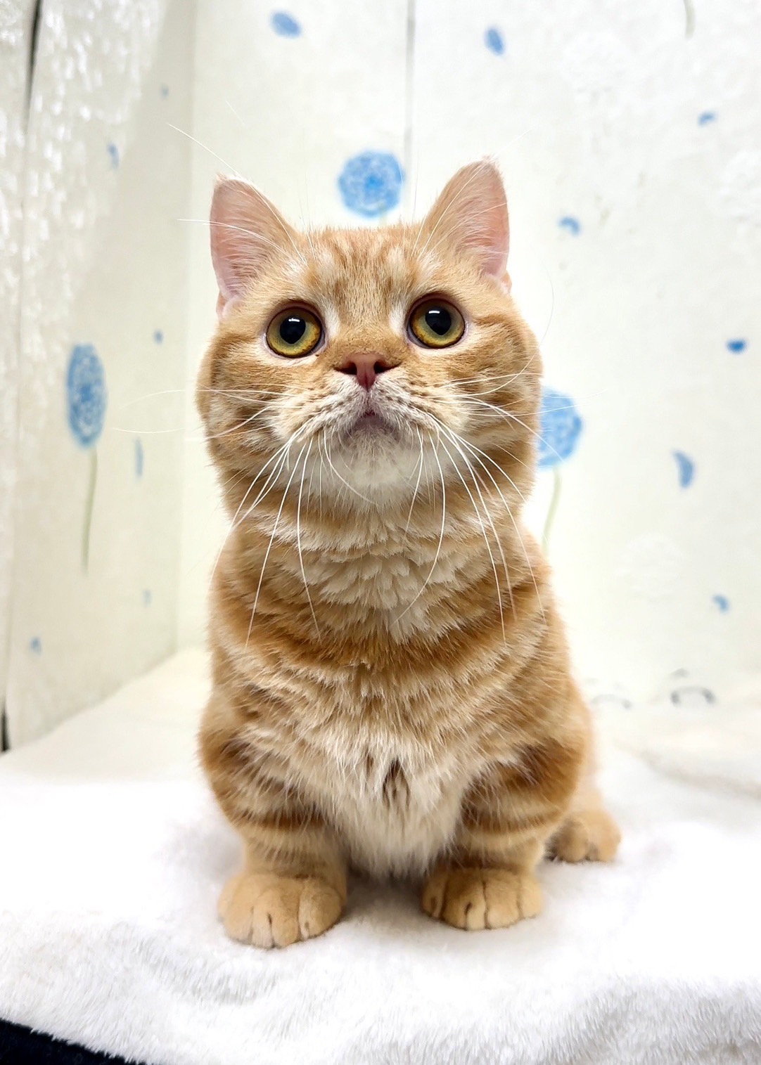 貓咪總動員館／橘紅色曼赤肯