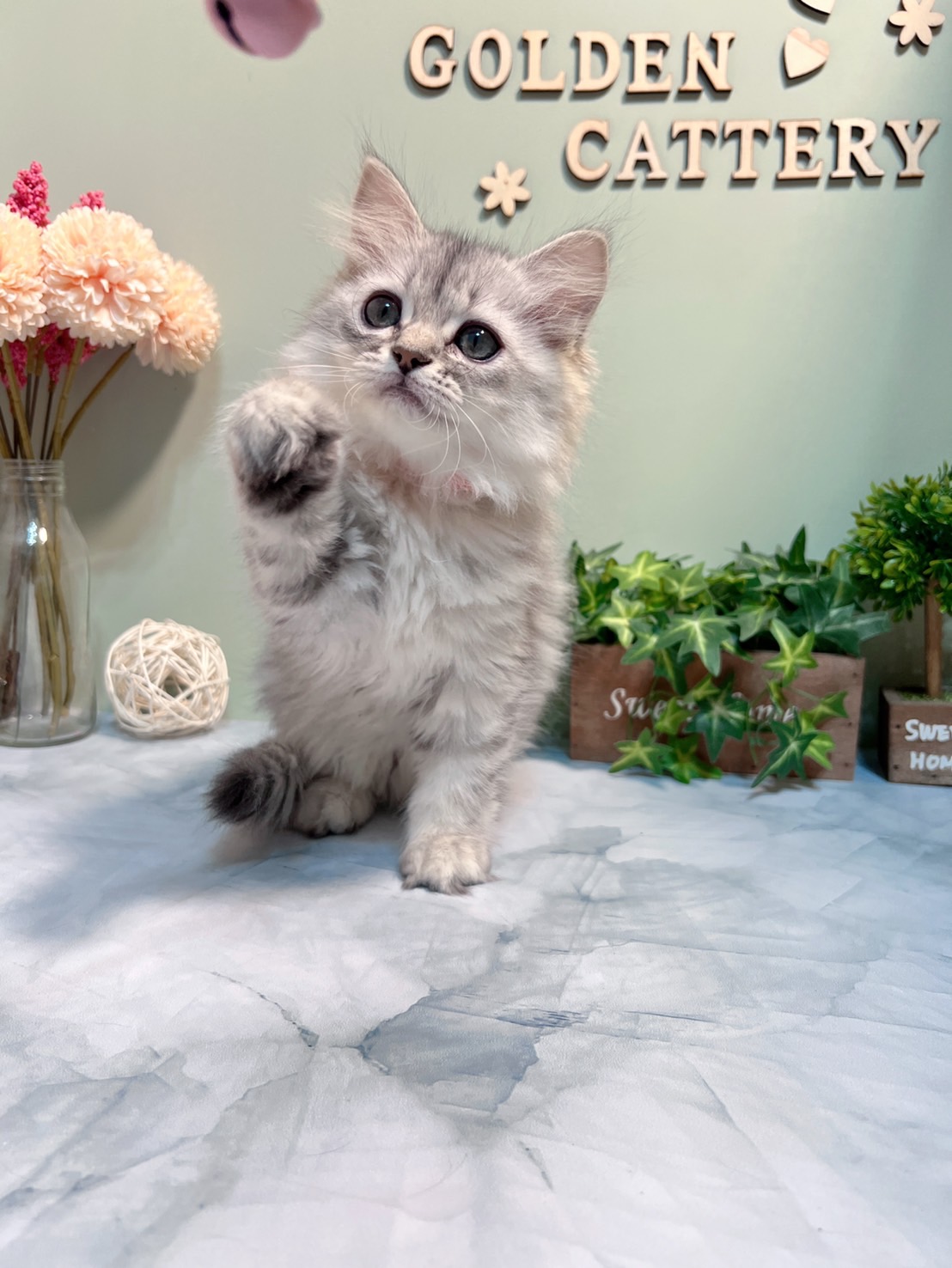 金瑟喵屋／銀白金吉拉