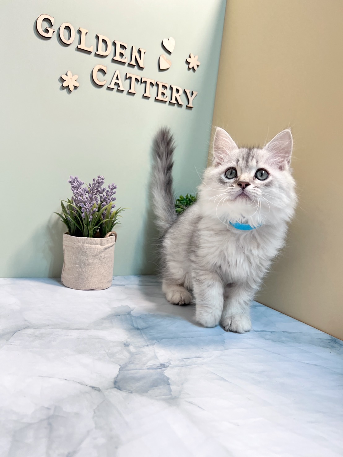 金瑟喵屋／銀白金吉拉