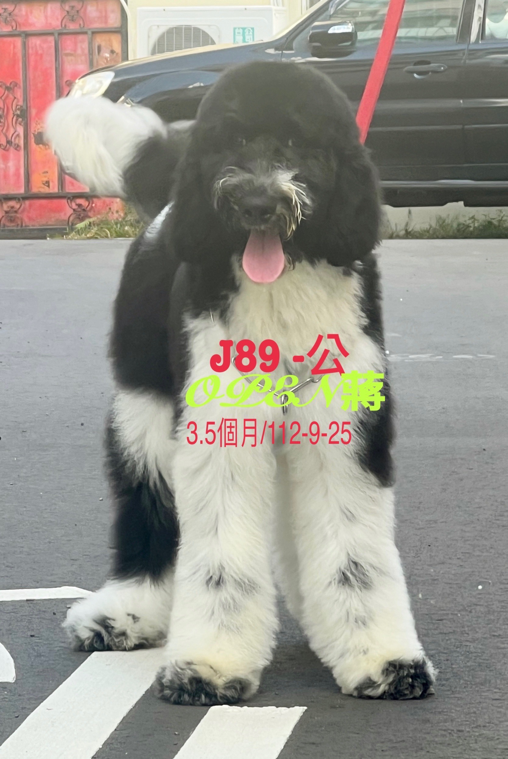 OPEN蔣犬舍／各色巨型貴賓