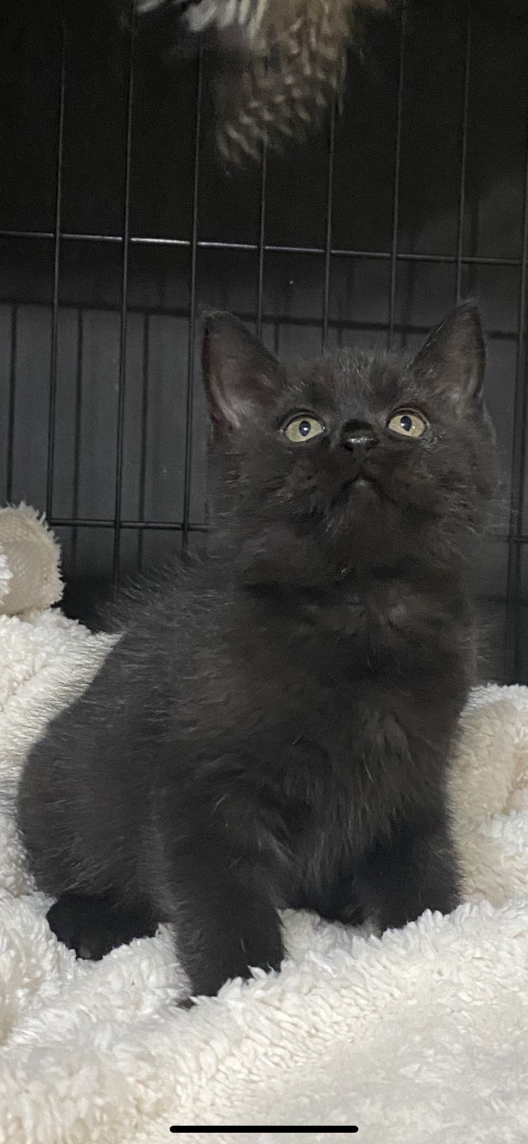 小藤貓舍／黑色英國短毛貓