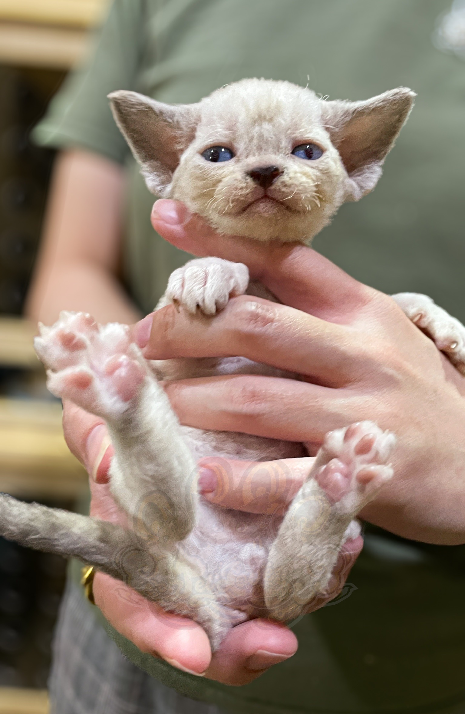 寵愛貓舍／淡化重點色德文捲毛貓