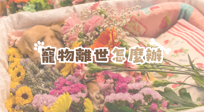 寵物禮儀 / 寵物離世怎麼辦？