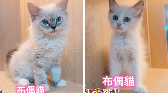 樂寵貓狗屋／布偶貓