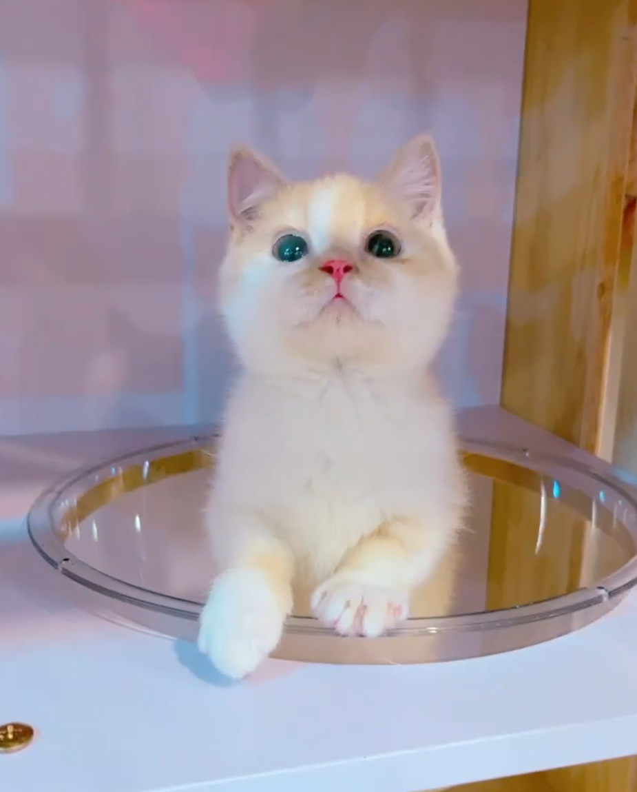 星光貓舍／奶白色曼赤肯