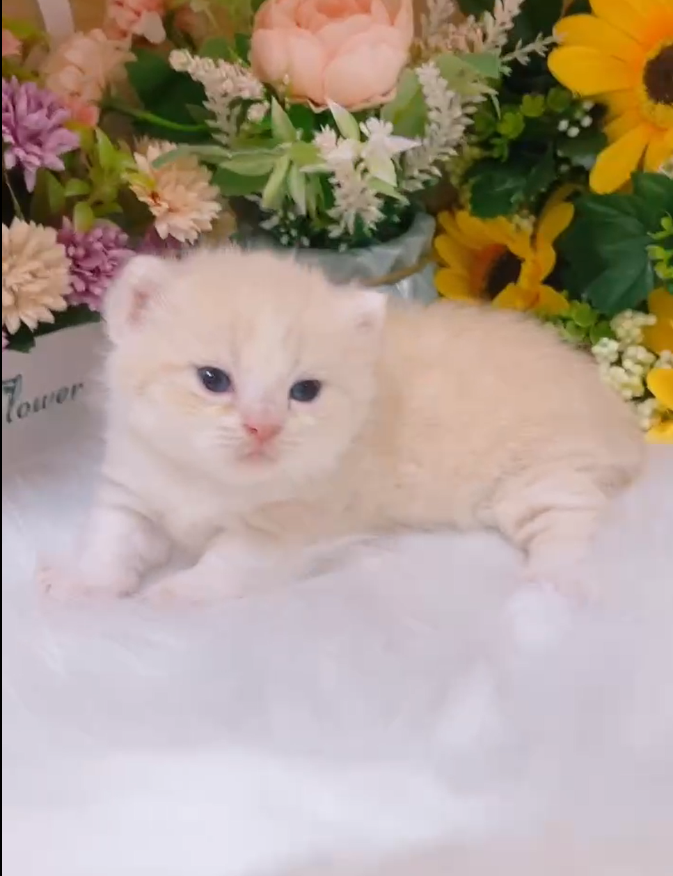 星光貓舍／奶白色曼赤肯