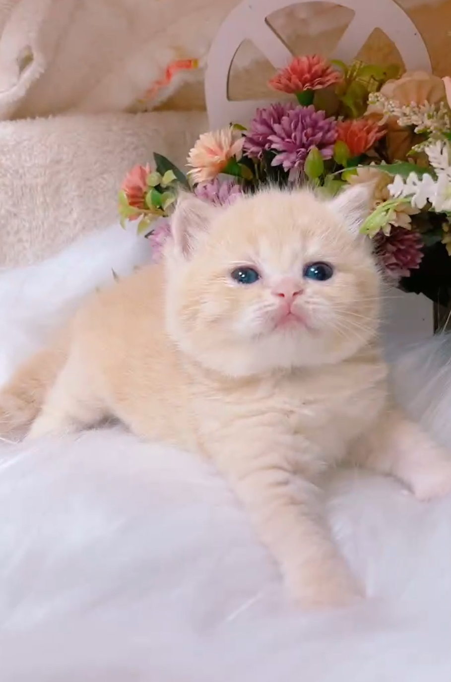 星光貓舍／奶茶色英國短毛貓