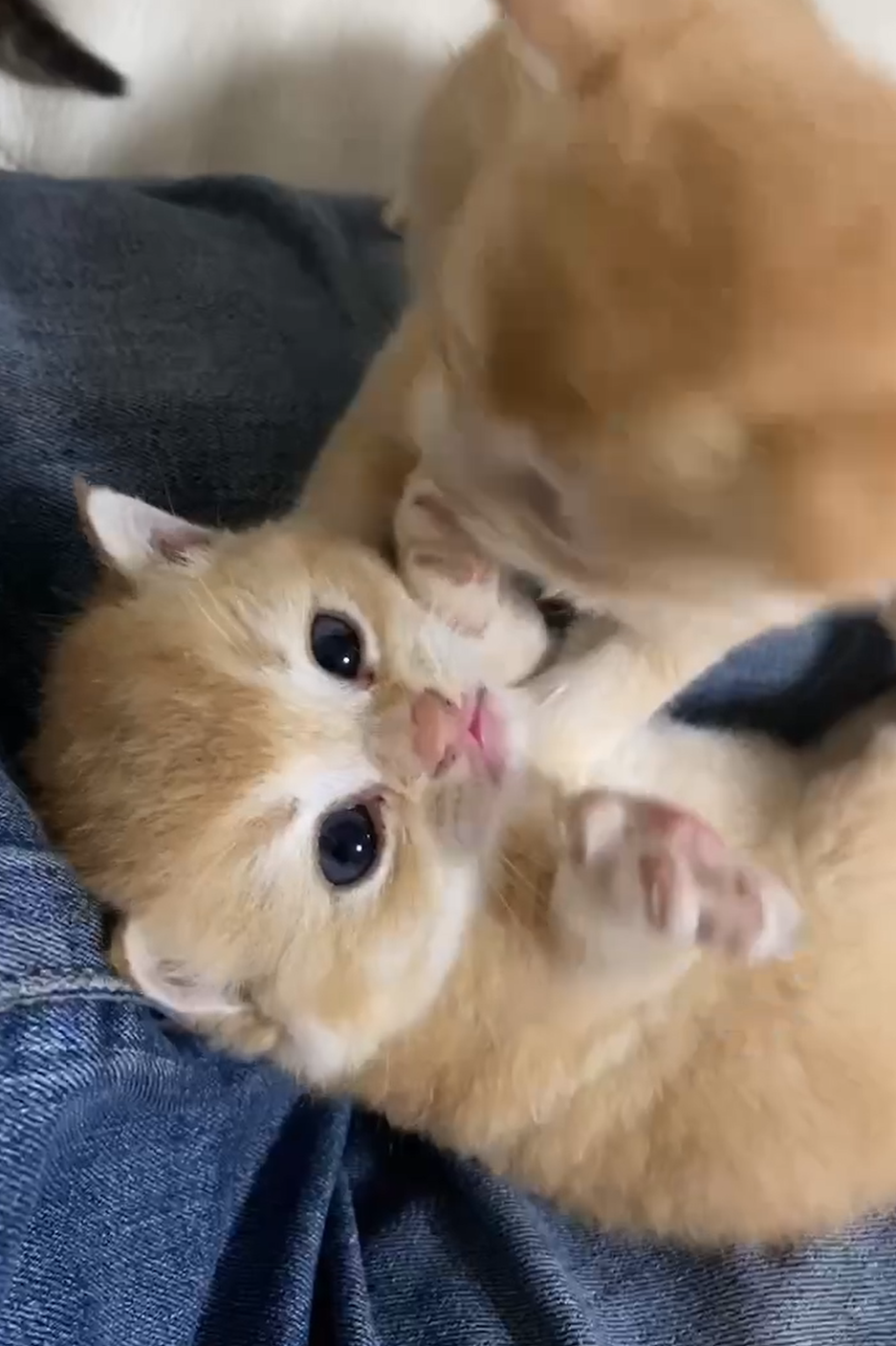 天使貓園／英國短毛貓