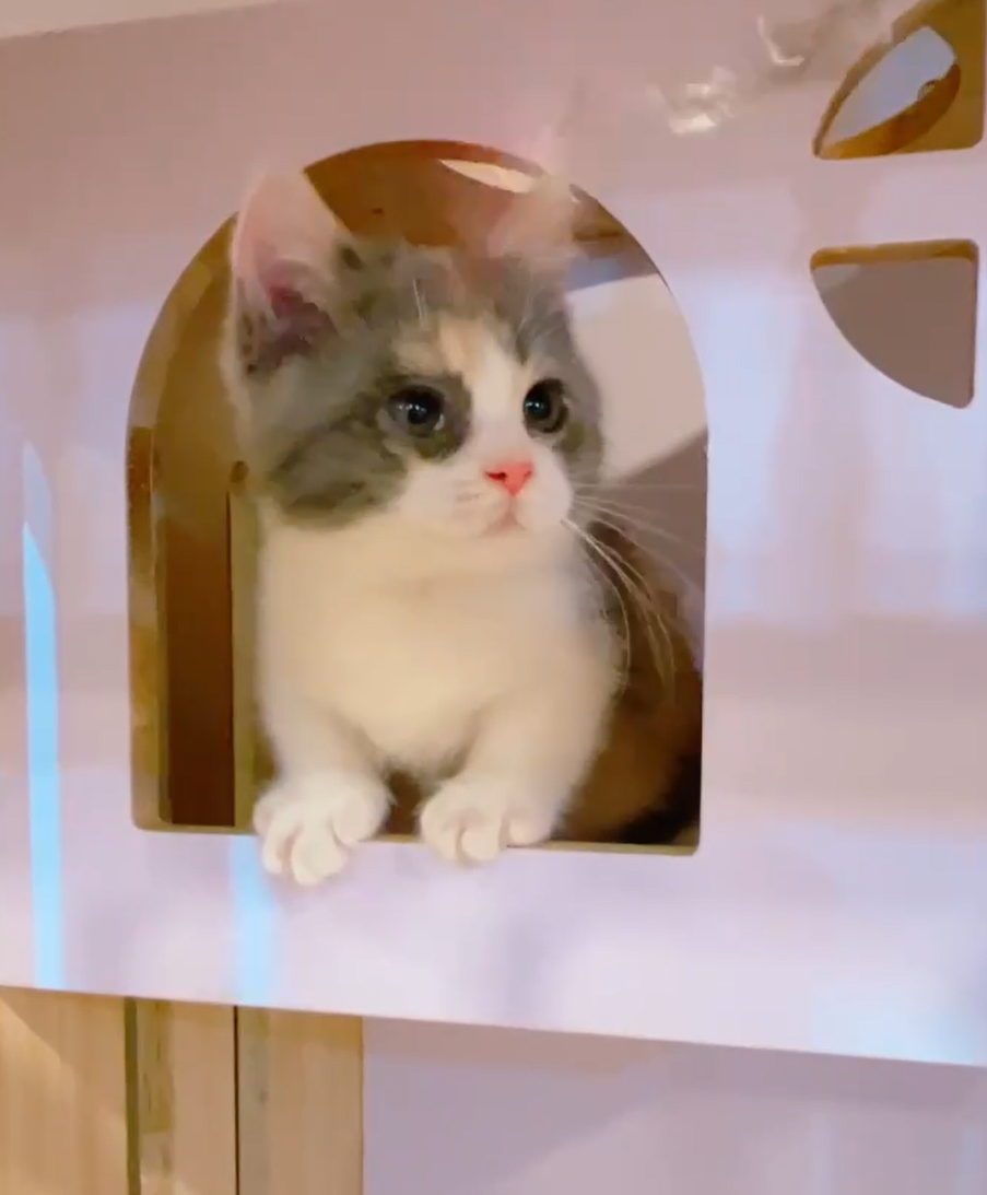 星光貓舍／三花曼赤肯